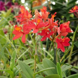 Epidendrum Ballerina 'Fireball'