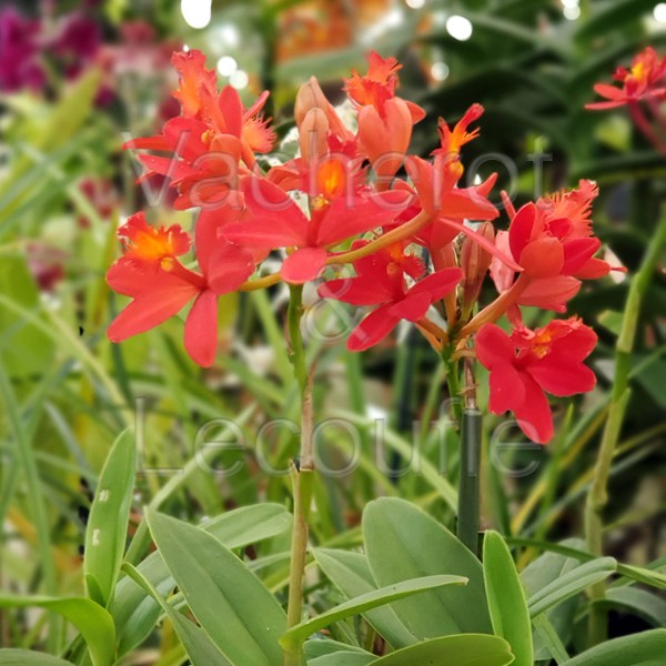 Epidendrum Ballerina 'Fireball'