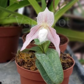 Paphiopedilum Vipanii (philippinense x niveum)