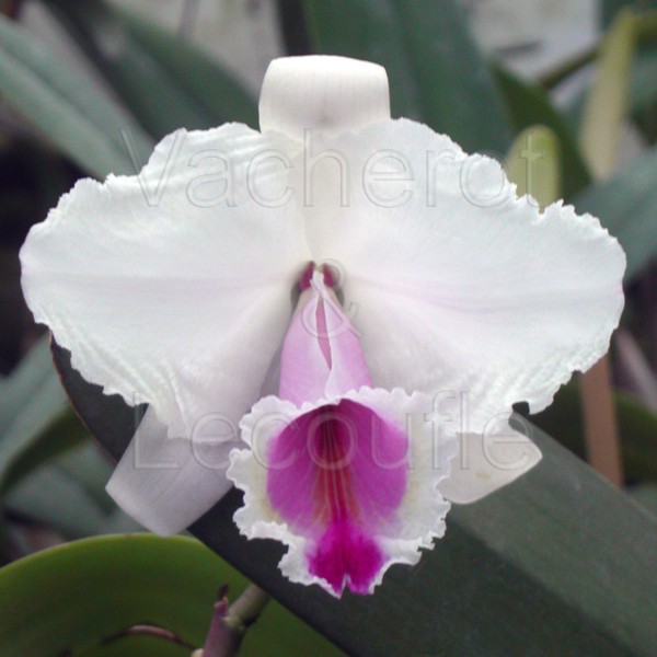 Cattleya quadricolor