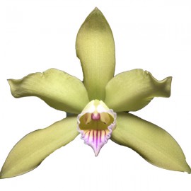 Laelia xanthina