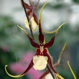 Fiche de culture de l'orchidée BRASSIA (et aussi Brassada, Brassidium)