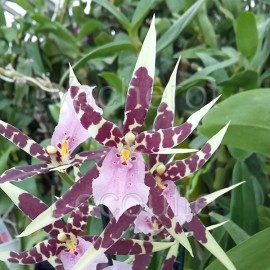 Brassia Vérona