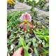 Paphiopedilum H. Ballantine (purpuratum x fairrieanum)