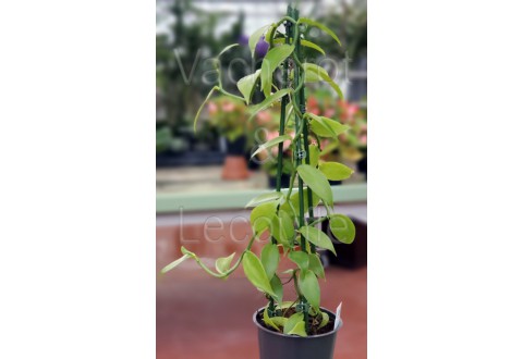Vanille - Vanilla planifolia