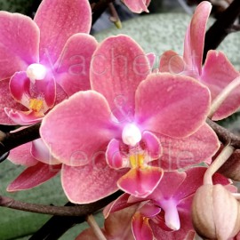 Phalaenopsis Aroma 'Sweet Dream'