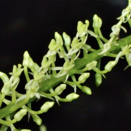 Liparis viridiflora