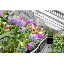 Portes ouvertes Orchidées Vacherot et Lecoufle