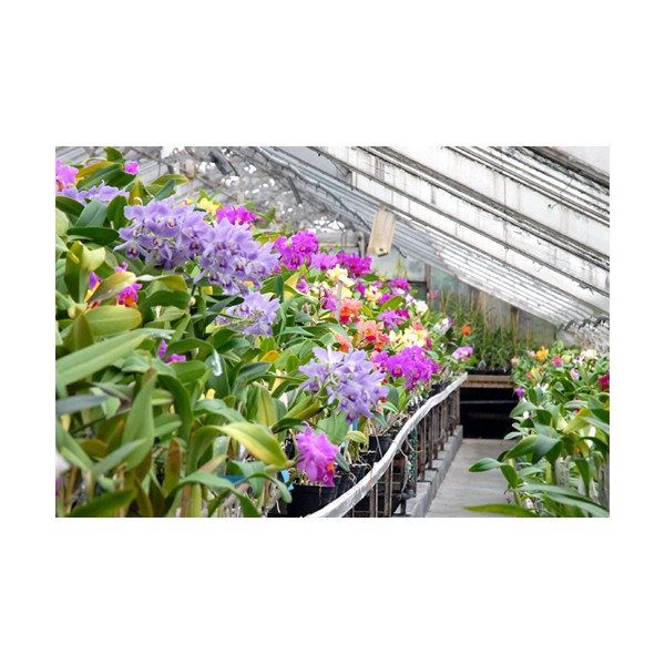 Portes ouvertes Orchidées Vacherot et Lecoufle