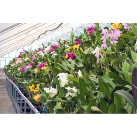 Portes ouvertes Orchidées Vacherot et Lecoufle