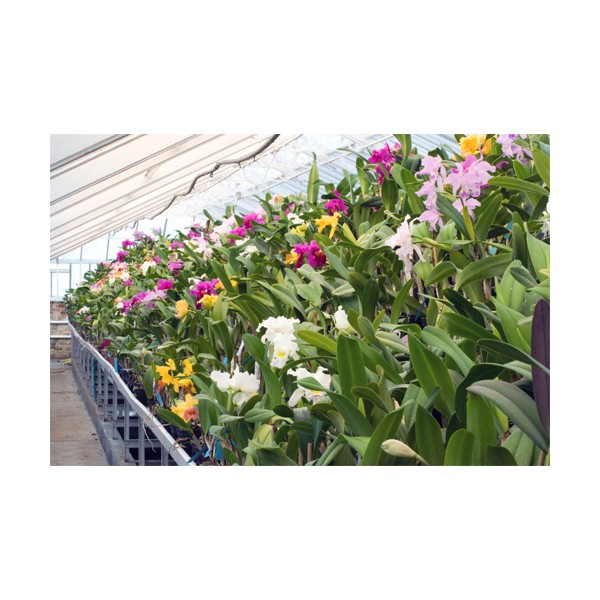 Portes ouvertes Orchidées Vacherot et Lecoufle