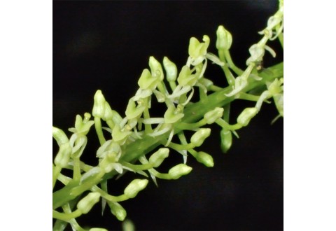 Liparis viridiflora