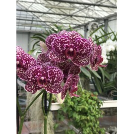 Phalaenopsis Lioulin Wild Cat