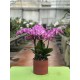 Phalaenopsis Vienne