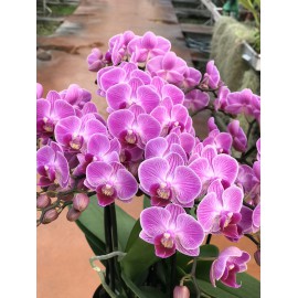 Phalaenopsis Vienne double plante