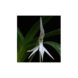Jumellea arborescens