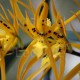 Fiche de culture de l'orchidée BRASSIA (et aussi Brassada, Brassidium)