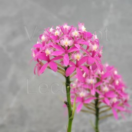 Epidendrum Ballerina 'Magenta Dreams'