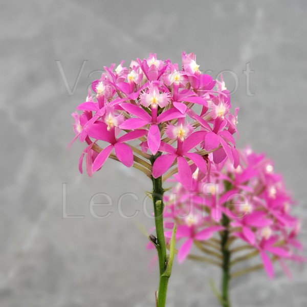 Epidendrum Ballerina 'Magenta Dreams'