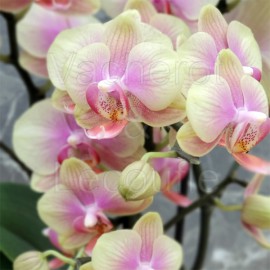 Phalaenopsis Belle Hélène