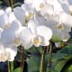 Phalaenopsis Silly Tommy