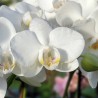Phalaenopsis Silly Tommy