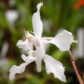 Papilionanthe vandarum 40/50cm env.