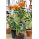 Epidendrum Ballerina 'Orange Blast'