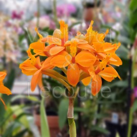 Epidendrum Ballerina 'Orange Blast'