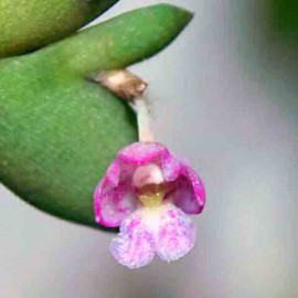 Dendrobium rosellum