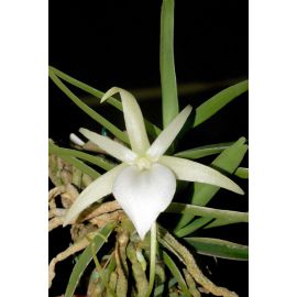 Angraecum elephantinum