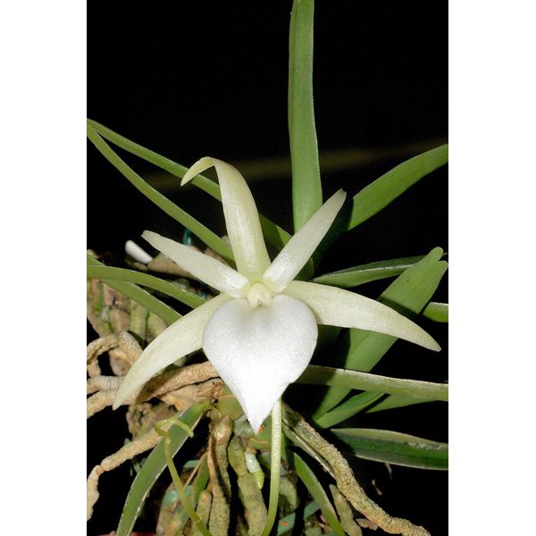 Angraecum elephantinum