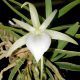 Angraecum elephantinum