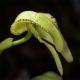 Bulbophyllum arfakianum var. flava