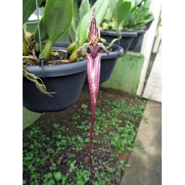 Bulbophyllum fascinator