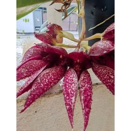 Bulbophyllum Jiaho Klompen (frostii x phalaenopsis)