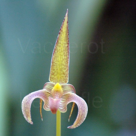 Fiche de culture de l'orchidée BULBOPHYLLUM