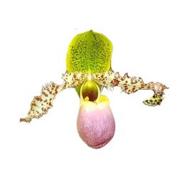 Paphiopedilum dodyanum