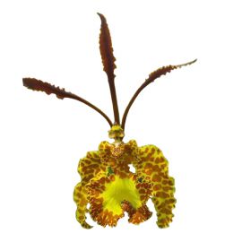 Psychopsis krameriana