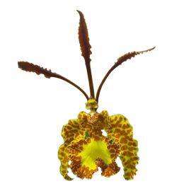 Psychopsis krameriana