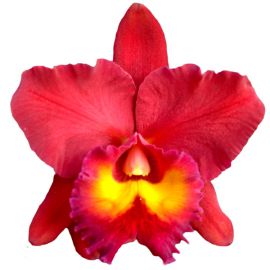 Cattleya Chia Lin 'Red Sun' (Rlc.)