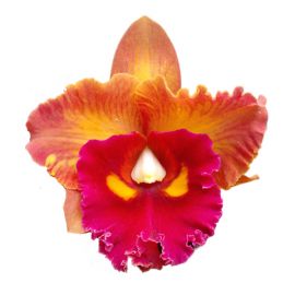 Cattleya Nakornchaisri Delight (Rlc.)