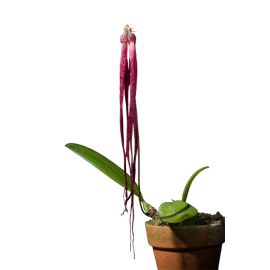 Bulbophyllum plumatum (syn. jacobsonii)