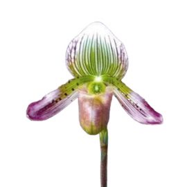 Paphiopedilum agusii