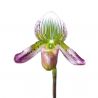 Paphiopedilum agusii