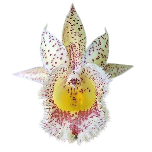 Catasandra Jumbo Express'Golden Elf' BM/TOGA (Gal. devoniana x Ctsm. fimbriatum)