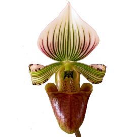 Paphiopedilum hennisianum