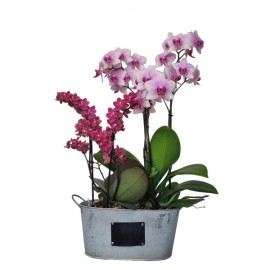 Cache-pot orchidée duo effet "Zinc"