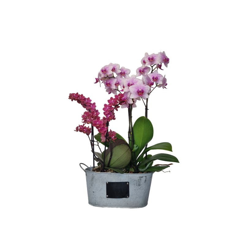 Orchidée Mauve Unique avec Cache-Pot Doré - Plante d'Intérieur – La Green  Touch