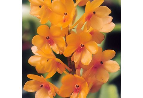 Ascocentrum garayi (vanda garayi)